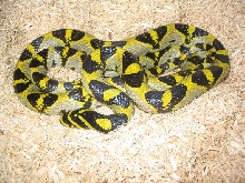 hyperxanthic mandarin