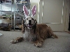 Bob the Easter Bunny
