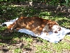 Bob sunbaking