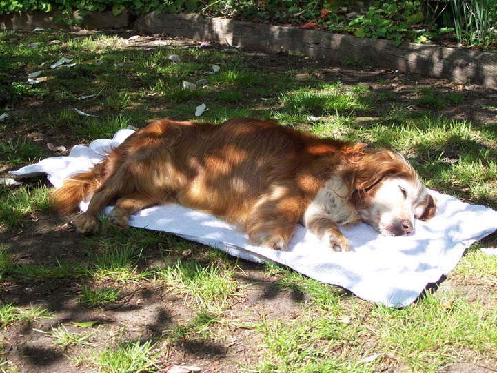 Bob sunbaking
