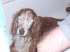 Bob's last bath