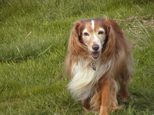 Bob running on the farm