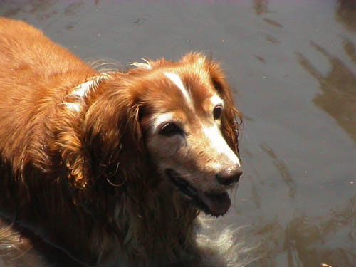 Bob in the creek