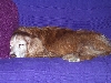 Bob sleeping on couch