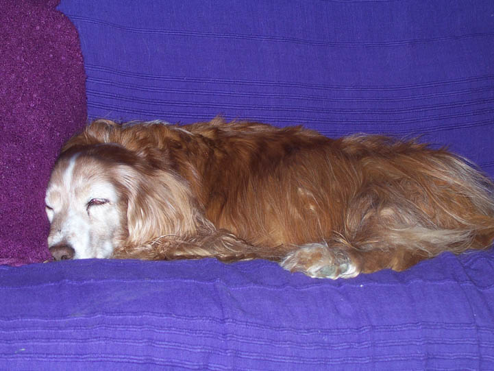 Bob sleeping on couch