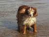 Bob at the Beach