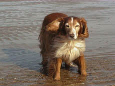 Bob at the Beach