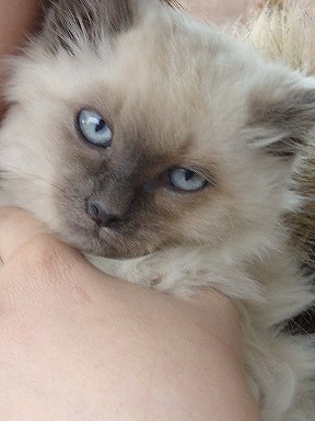 Cream Puff