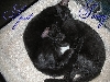 Spot & Sonny