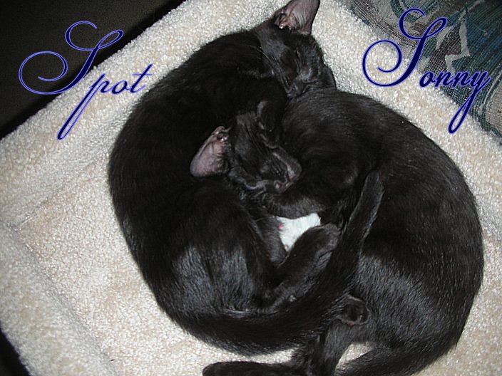 Spot & Sonny
