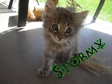 Stormy - 8/16/07 - 12/13/08
