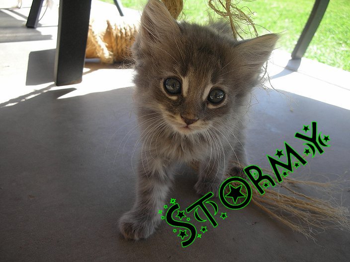 Stormy - 8/16/07 - 12/13/08