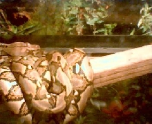 0.1 Retic