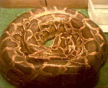 20# burm
