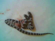 2 headed california king snake