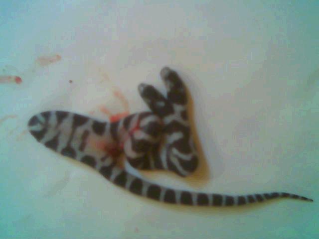 2 headed california king snake