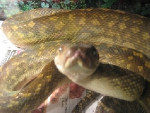 aru scrub python