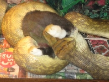 aru scrub python