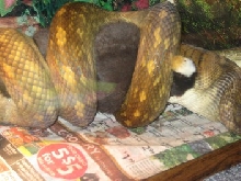 aru scrub python