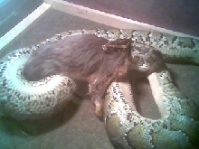 asian rock python eating