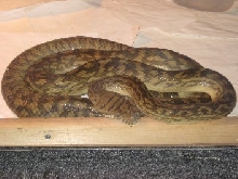 Merauke Amethystine Python