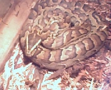 afrock african rock python