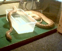 Merauke Amethystine Python