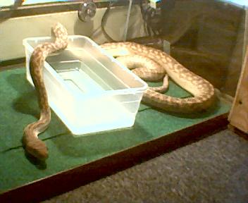 Merauke Amethystine Python