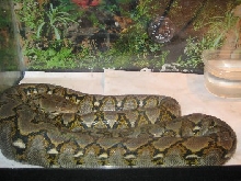 reticulated python