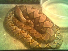 retic's lump