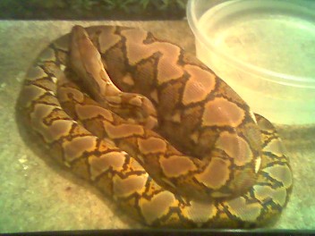 retic's lump