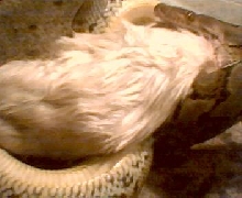 Retic swallowing rat