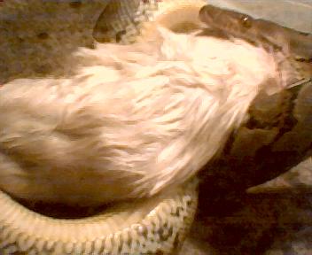 Retic swallowing rat