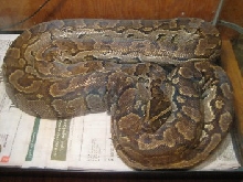 african rock python