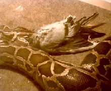 1.0 Asian rock python