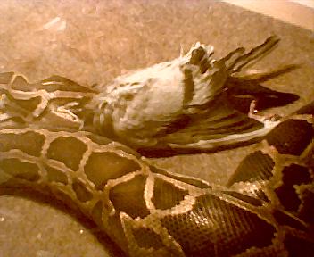 1.0 Asian rock python