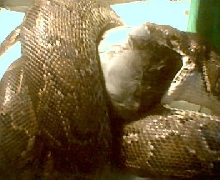 Burmese python eating