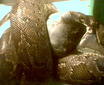 Burmese python eating
