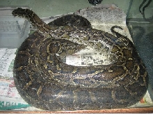 Burmese python drinking