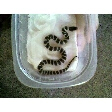 2 day old california kingsnake