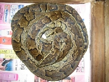 african rock python
