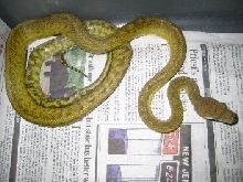 moluccan amethystine python
