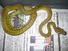 moluccan amethystine python