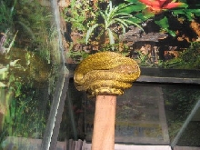moluccan amethystine python