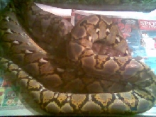 Retic swallowing 400g chicken