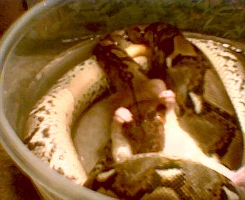 Retic swallowing rat