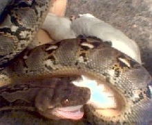 retic swallowing CB pigeon