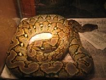 reticulated python