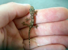 Baby gecko  on hand