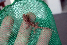 Baby gecko on net